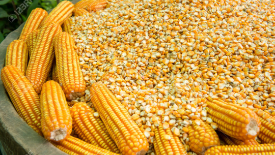 व्यापारीले घटाए मकैको मूल्य, किसान चिन्तित