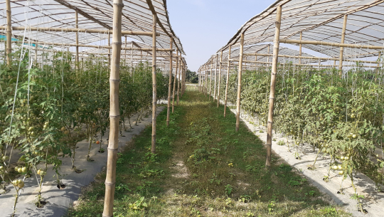 सहकारीको प्रवद्र्धनमा सामूहिक टमाटर खेती