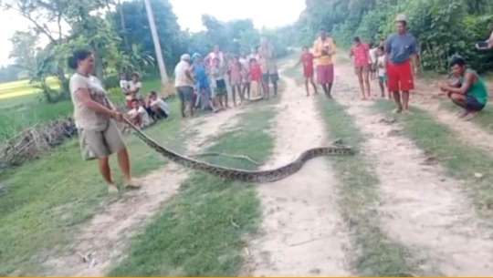 कैलालीमा अजिङ्गर फेला 