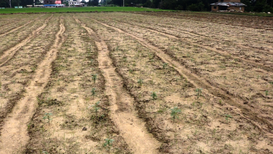 धनगढीमा विष्ट दम्पतीको पुुष्प खेती, दश टन उत्पादनको लक्ष्य