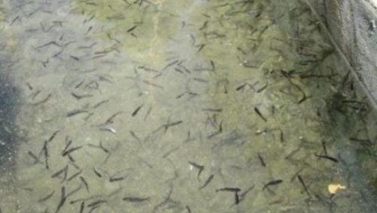 भयपङ्गास जातका माछाको भुरा उत्पादन शुरु