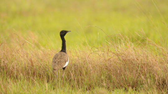Annual count of critically endangered black-backed jay conducted in Shuklaphanta