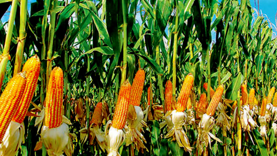 नेपाली हाइब्रिड मकैले क्षेत्र विस्तार गर्दै