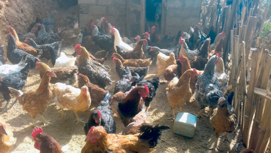 फाइल फोटो