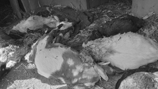 फाइल फोटो