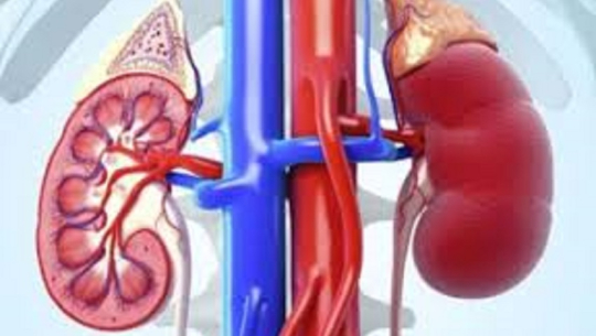 आज विश्व मिर्गौला दिवस