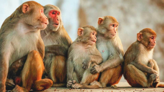 बैतडीमा जङ्गली जनावरका कारण किसान हैरान