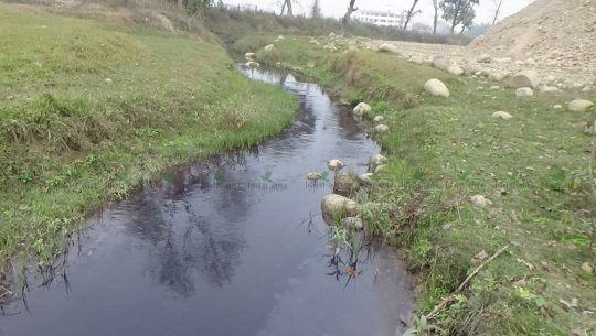 कैलालीमा उद्योगको विषाक्त ढल सीधै नदीमा, नियमनकारी निकाय भने बेखबर