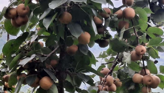 डोटीमा मेलका बोटमा फलेका नास्पाती धनगढी पठाईयो