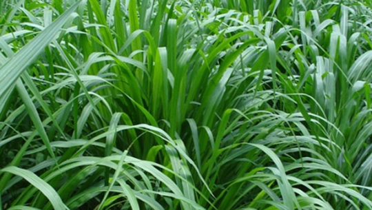 कैलालीमा किसानलाई निःशुल्क घाँसको बीउ वितरण