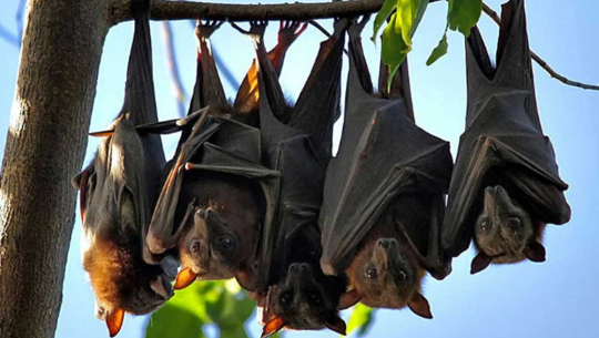 यसकारण चमेरा रुखमा उल्टो झुण्डिन्छन्