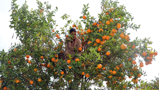 निगालीको सुन्तला कैलालीको पहिचान