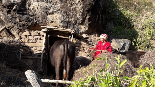 ओडारमा भैंसी पालेर स्नातकोत्तर पढाएको छोरा लोकसेवा पास