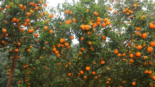 नयाँगाउँमा पाँच हजार सुन्तलाका बिरुवा लगाइने