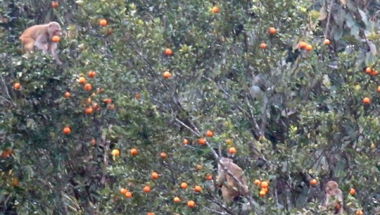 बाँदरले सुन्तला नष्ट गर्न थालेपछि कृषक चिन्तित