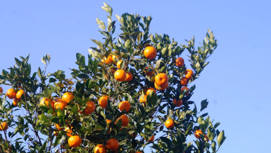 सुन्तला किसानलाई बजारको चिन्ता