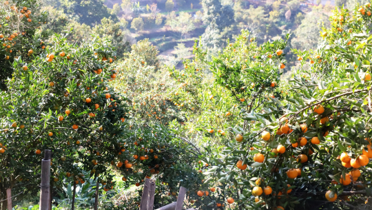 पाकेको सुन्तला कुहिएर झरेपछि कृषक मर्कामा