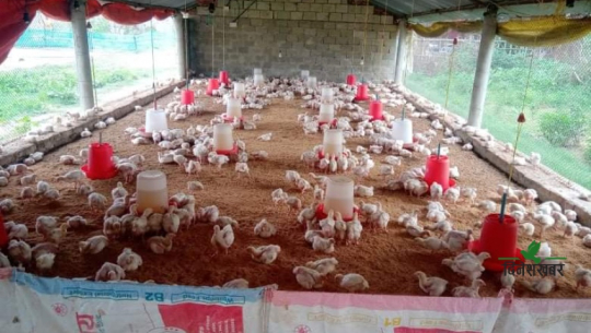 तस्करीका कारण धरापमा सुदूरपश्चिमको पोल्ट्री व्यवसाय