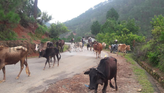 छाडा पशुको व्यवस्थापन सुरु