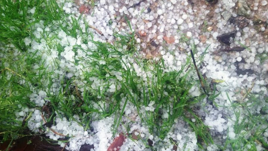 बाजुरामा भीषण असिना पानी, अन्नबाली सखाप