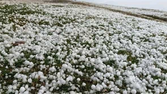 बाजुरामा असिनापानीले अन्नबाली नष्ट