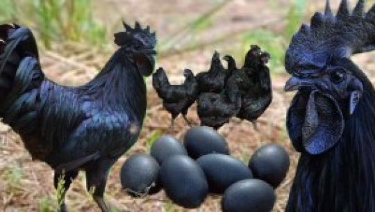 कडकनाथ पालेर मनग्य आम्दानी