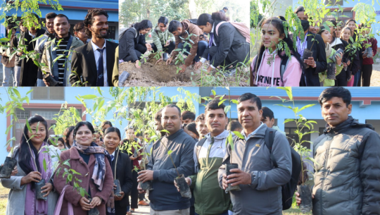 सुगन्धित तेल प्रयोजनका लागि कैलाली बहुमुखी क्याम्पसमा तेजपत्ता र मोरिङ्गाका विरुवा रोपण