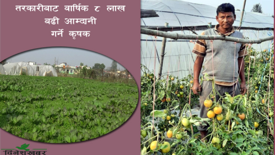 धनगढीका कृषक प्रदेशुको कमालः तरकारीको आम्दानी शिक्षामा लगानी