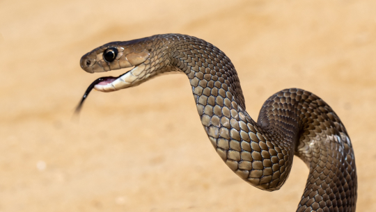 बैतडीमा सर्पले डसेर एक महिला घाइते