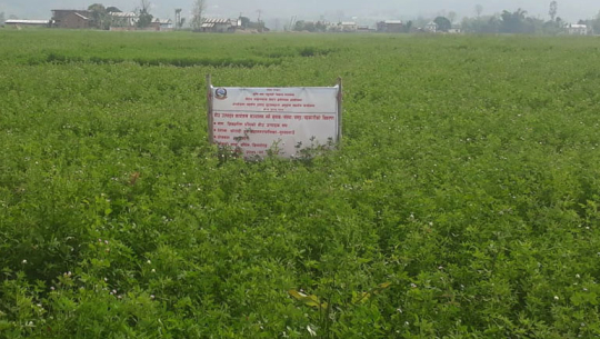 ‘घाँसको राजा’ वरसिमबाट आम्दानी बढाइँदै