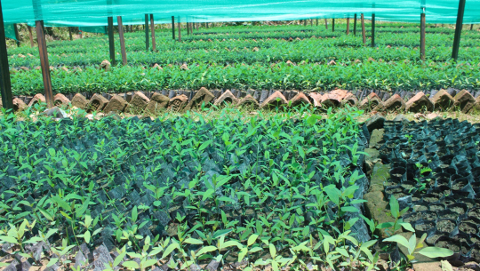 कैलालीको टीकापुर बीउ उत्पादनको ‘हब’ बन्दै