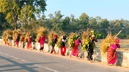 कञ्चनपुरमा घाँसदाउराको जोहो