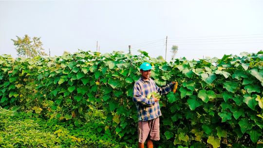 शुक्लाफाँटामा काँक्राखेती