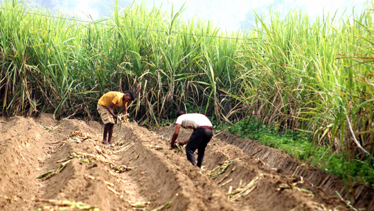 उखु रोप्दै किसान