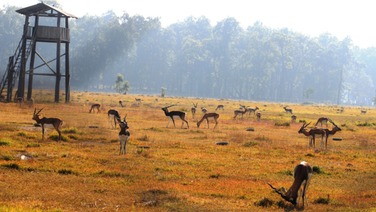 शुक्लाफाँटा राष्ट्रिय निकुञ्जमा कृष्णसार