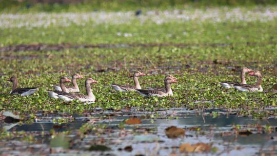 देशभर एकै साथ जलपंछी गणना गरिँदै