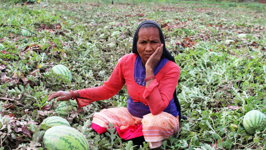 कञ्चनपुरमा बाढीले तरकारी बगाउँदा लाखौँको क्षति