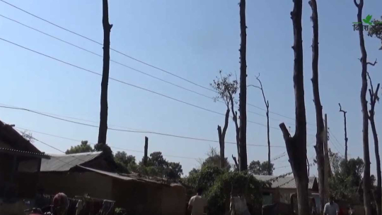 धनगढीका सुकेका रुख कटानीको फाईल ८ महिनादेखि मन्त्रालयमा अड्कियो