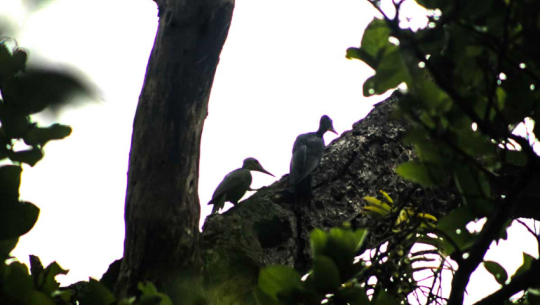 Rare Rajlahanche bird spotted in Devhariya park, Dhangadhi