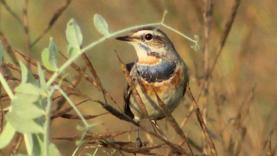 भूमिचर नीलकण्ठ चरा