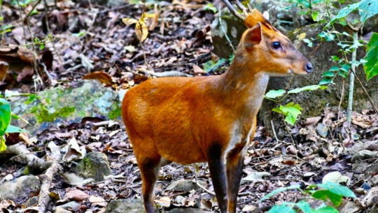 डोटीमा लकडाउनका बेला वन्यजन्तुको चोरी शिकार हुँदै