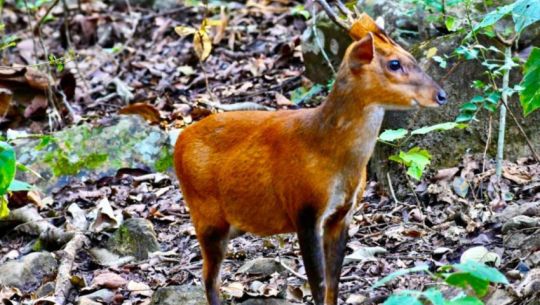 बाजुरामा वन्यजन्तुको चोरी शिकार नियन्त्रणमा सकस