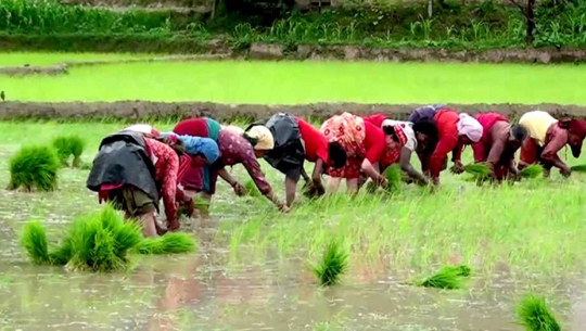 झापामा पाँच प्रतिशत मात्र रोपाइँ