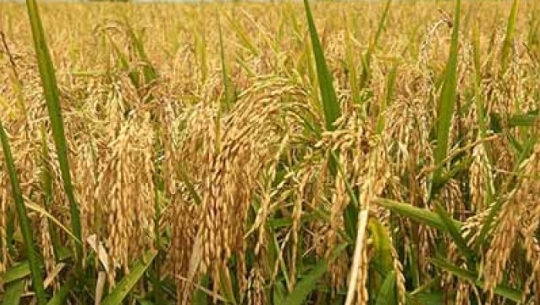 रातभर खेतमै जाग्राम बस्छन् धनगढीका कृषक