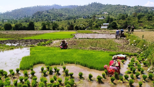 डडेल्धुरामा ६० प्रतिशत रोपाइँ सम्पन्न
