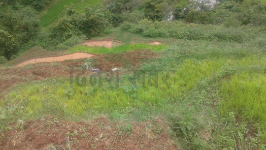 रातिमा समेत रोपाई गर्छन् १६ दलित किसान परिवार