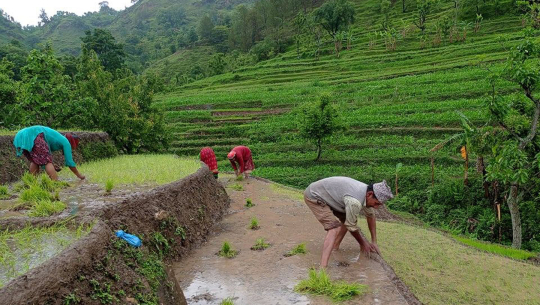 डोटीमा सुरु भयो प्रसिद्ध जोरायले बासमती धानको रोपाइँ