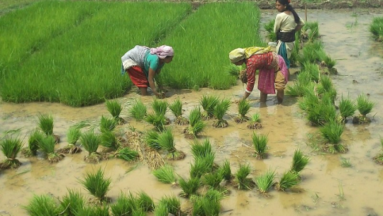 Farmers of Kailali are happy after it started raining