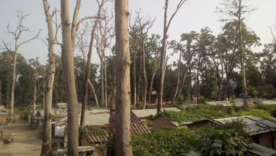 सुकेका रुखले बस्तीमा जोखिम बढाउँदै