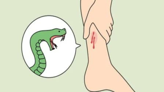 बैतडीमा सर्पले डसेर एक जना घाइते 